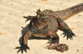 Vistosa Iguana na Playa Mansa de Tortuga Bay, na Ilha de Santa Cruz, em Galápagos
